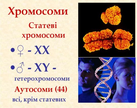 Хромосоми